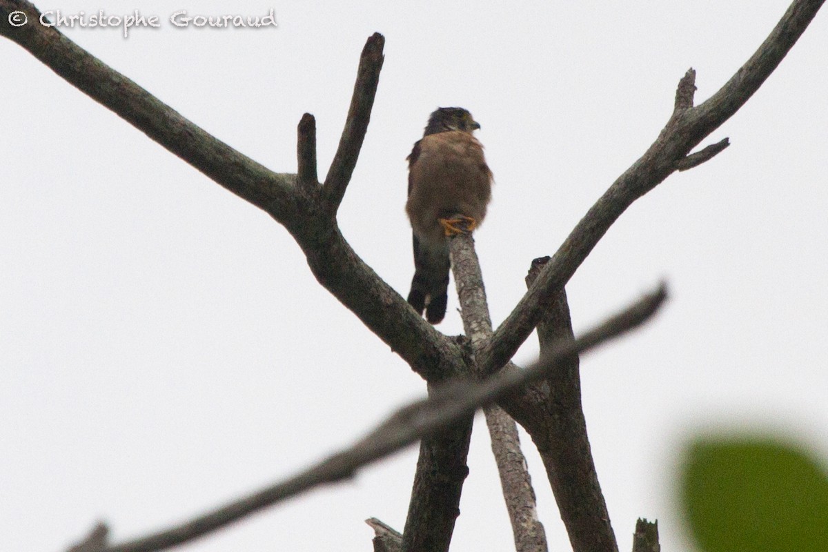 Seychelles Kestrel - ML131940711