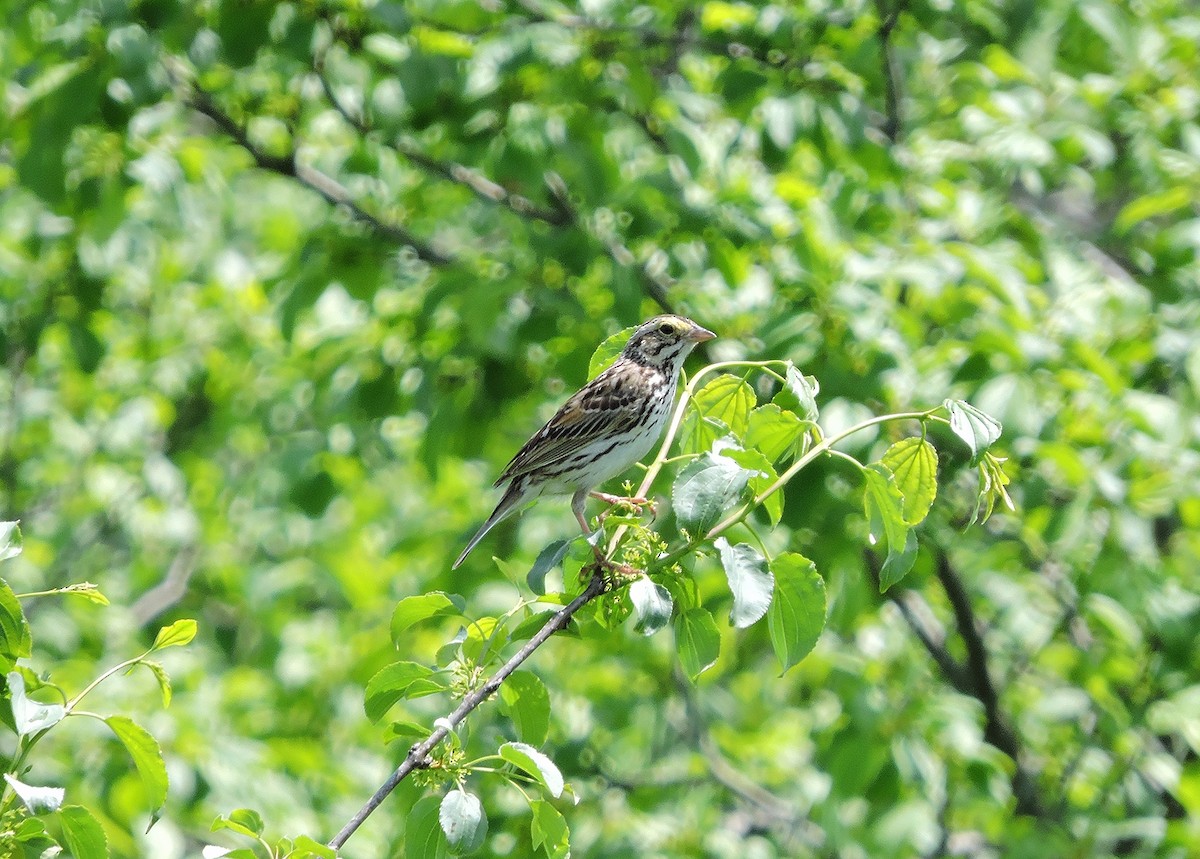 Savannah Sparrow - Thomas Williams