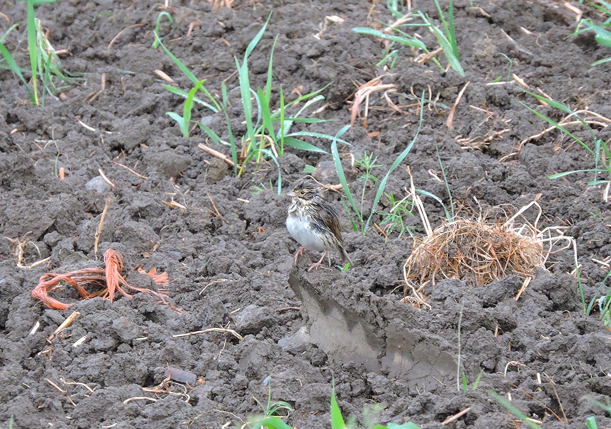 Savannah Sparrow - ML131940851