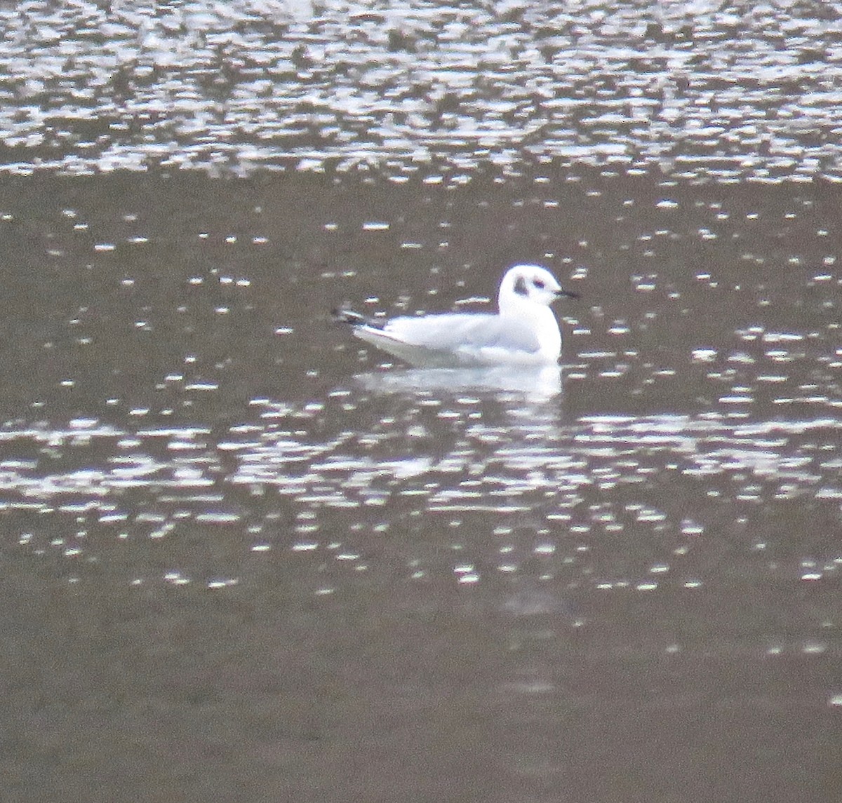 Bonaparte's Gull - ML131940981