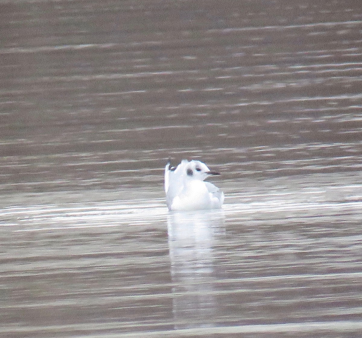 Bonaparte's Gull - ML131940991