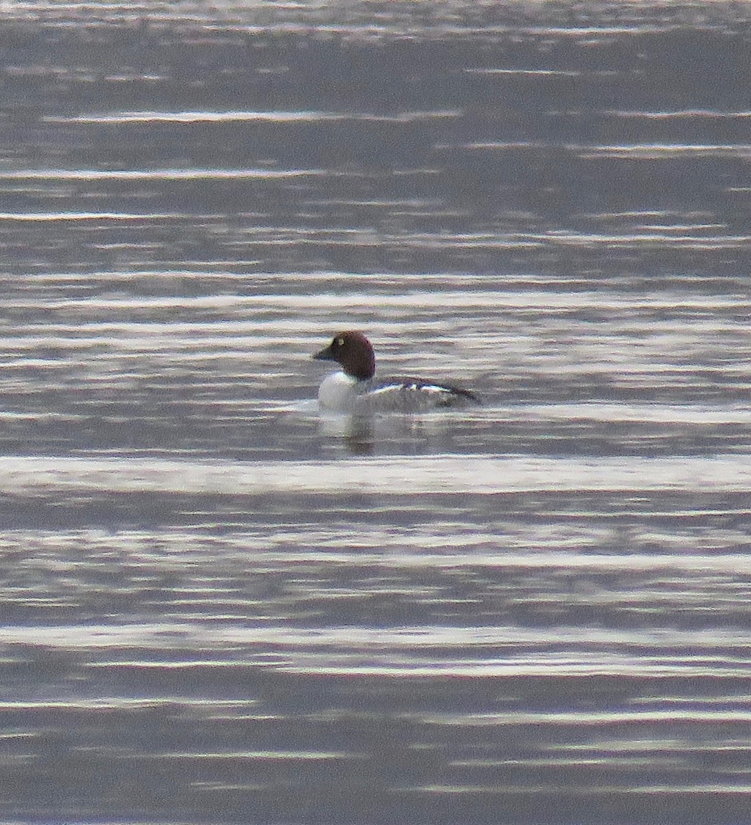 Common Goldeneye - ML131941091