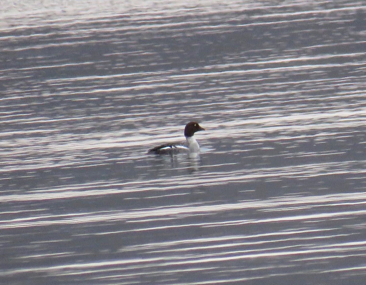 Common Goldeneye - ML131941141