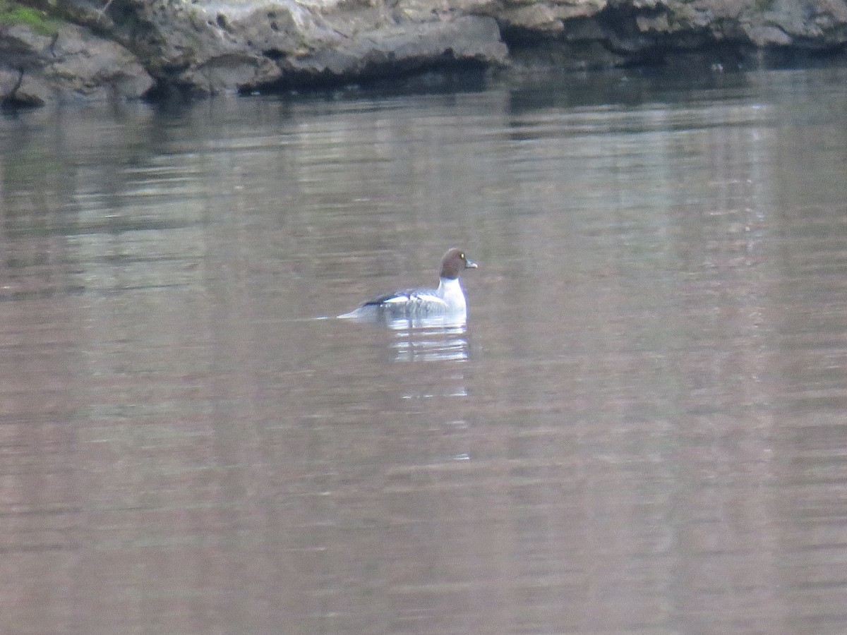 Common Goldeneye - Ann Tanner