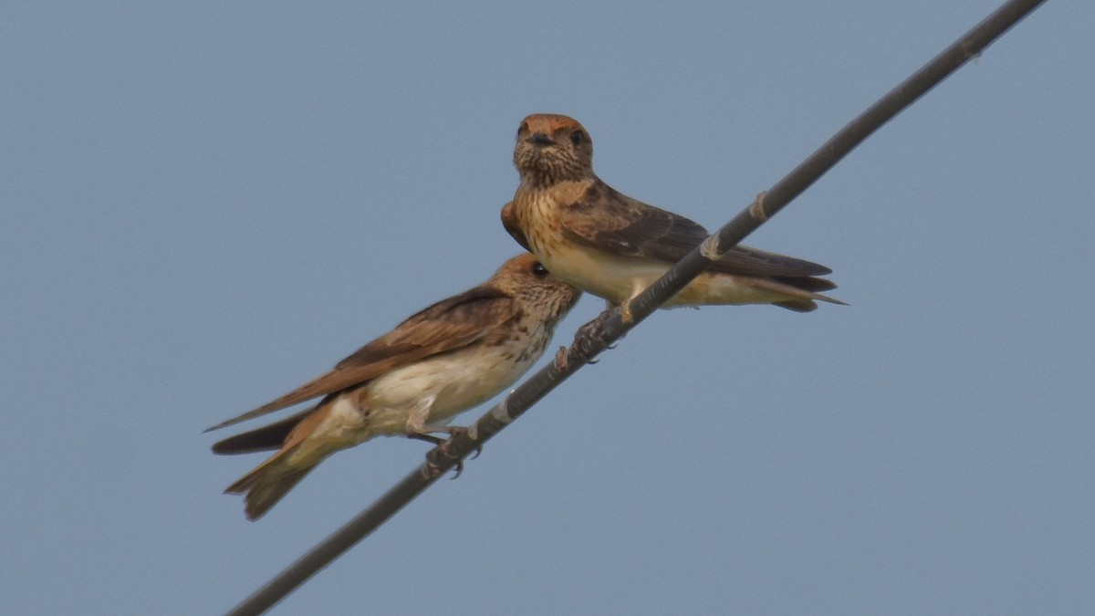 Streak-throated Swallow - ML131941291