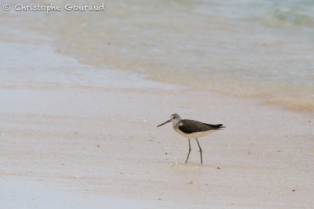 Common Greenshank - ML131941451