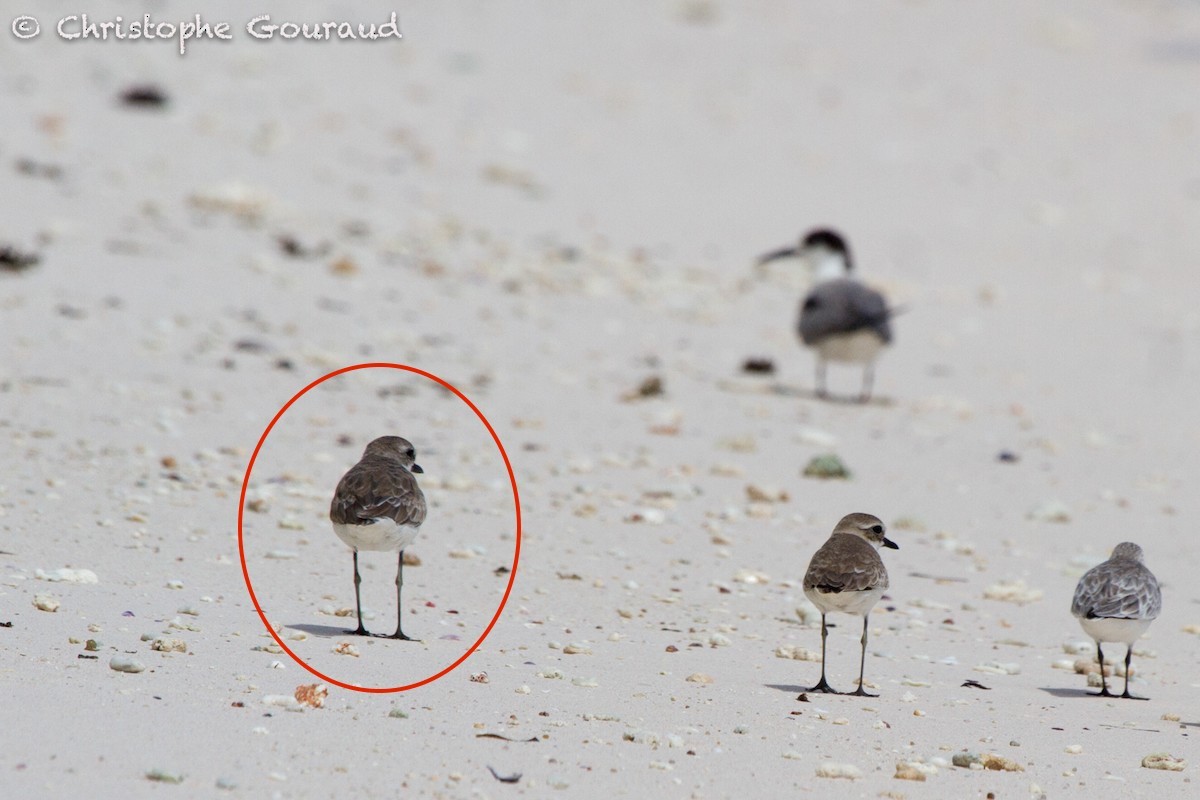 Greater Sand-Plover - Christophe Gouraud