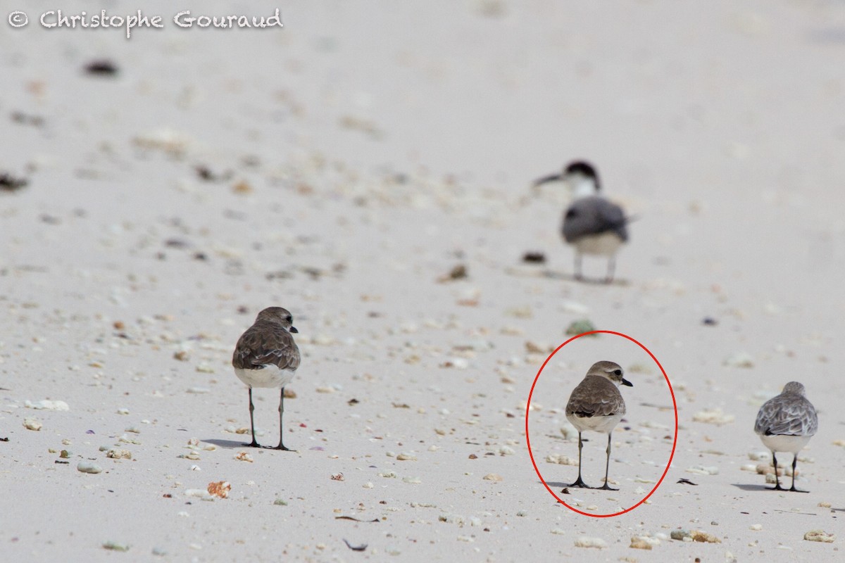 Tibetan Sand-Plover - ML131942281