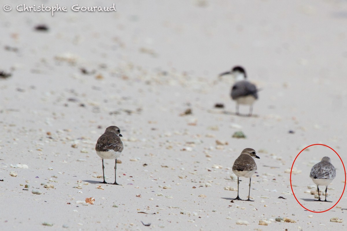 Bécasseau sanderling - ML131942351