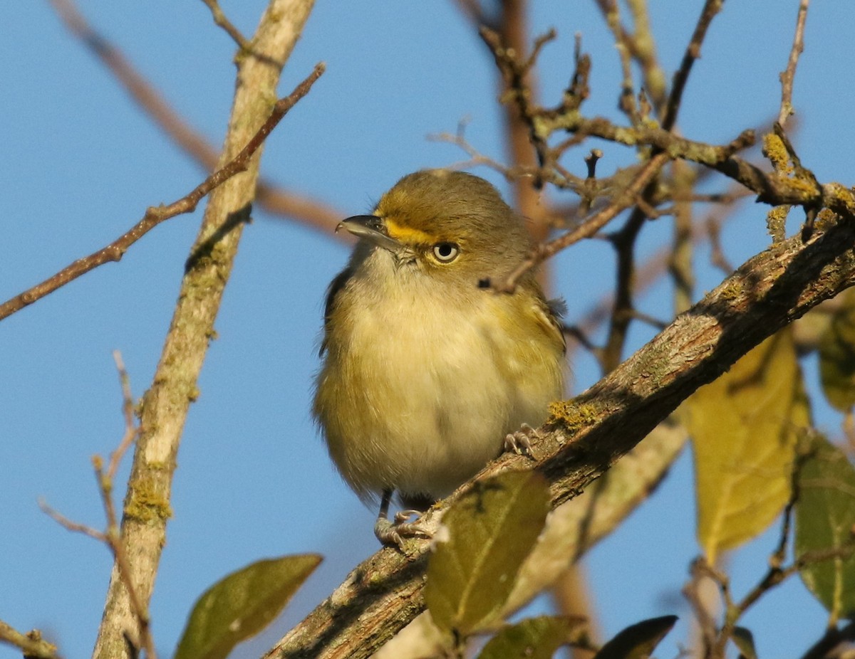 Ak Gözlü Vireo - ML131942381