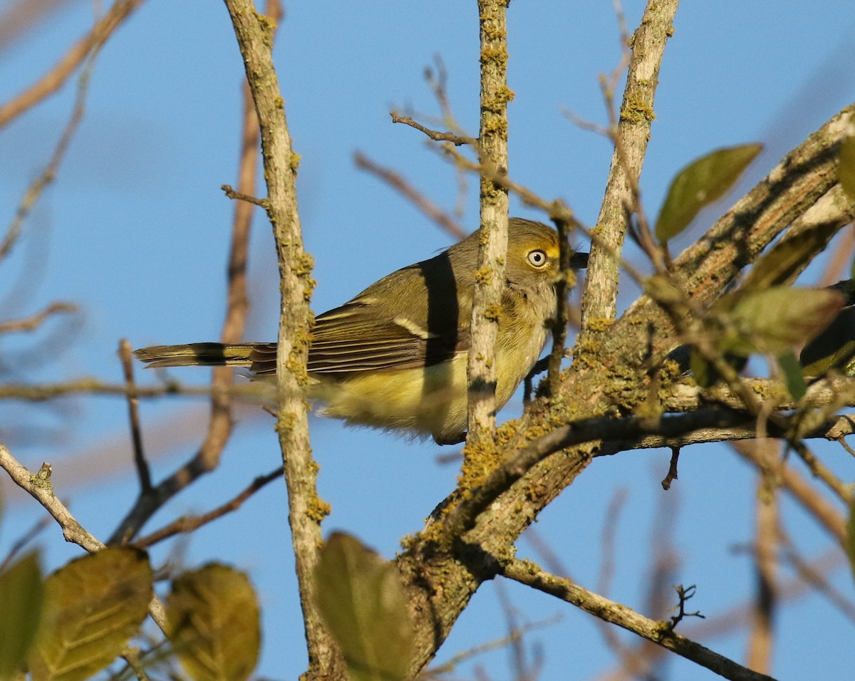 Ak Gözlü Vireo - ML131942401