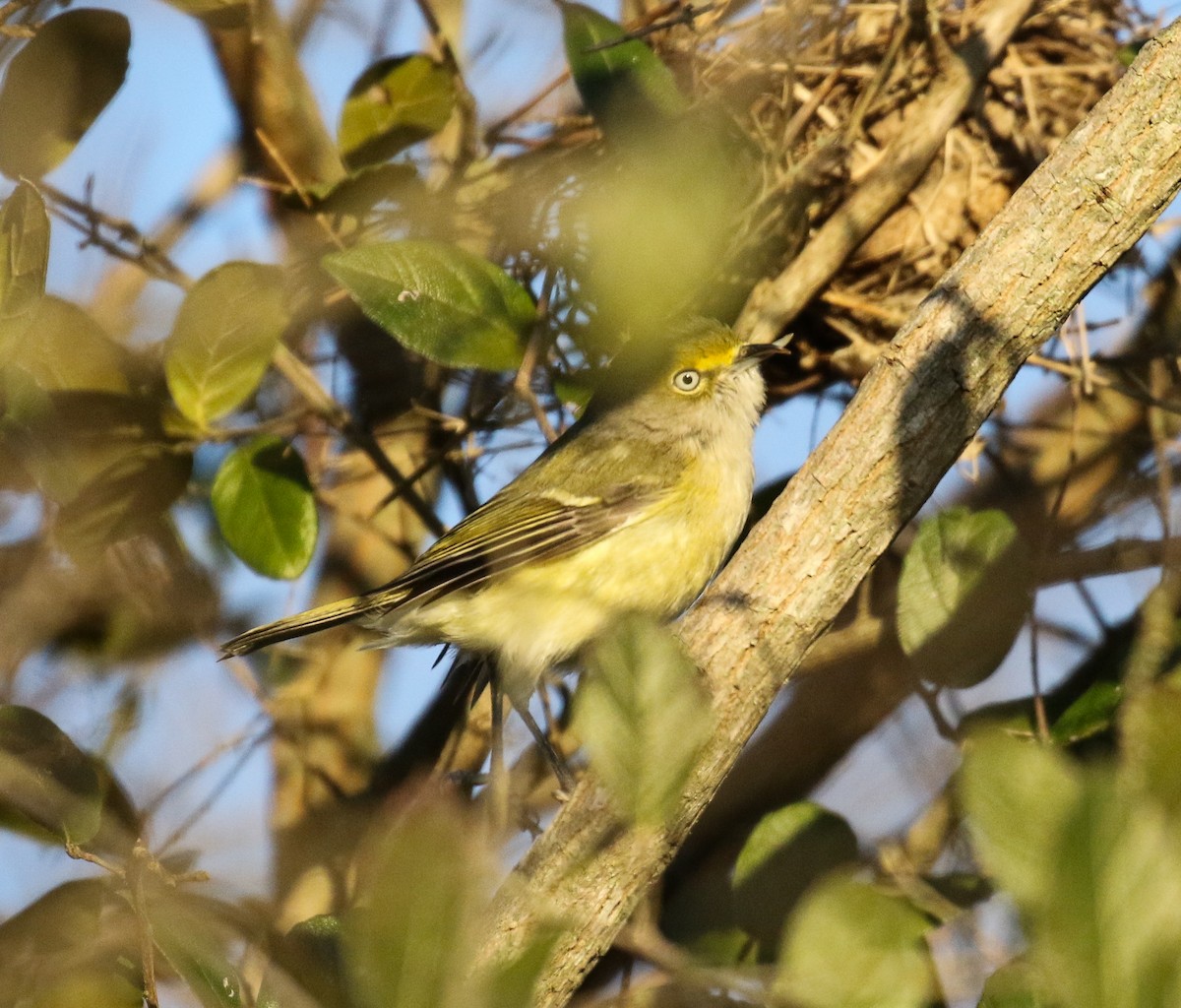 Ak Gözlü Vireo - ML131942411