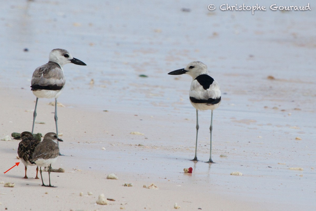 Ruddy Turnstone - ML131942571