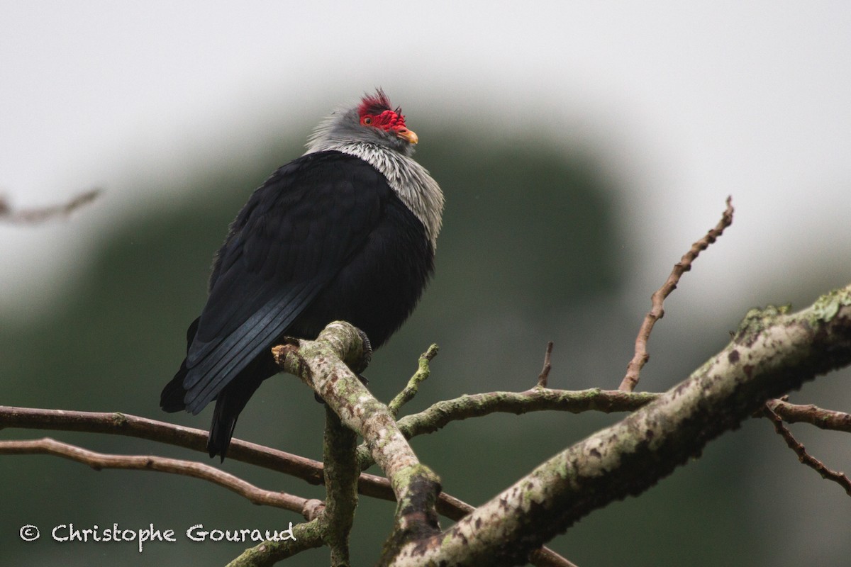 Seychelles Blue-Pigeon - ML131943451