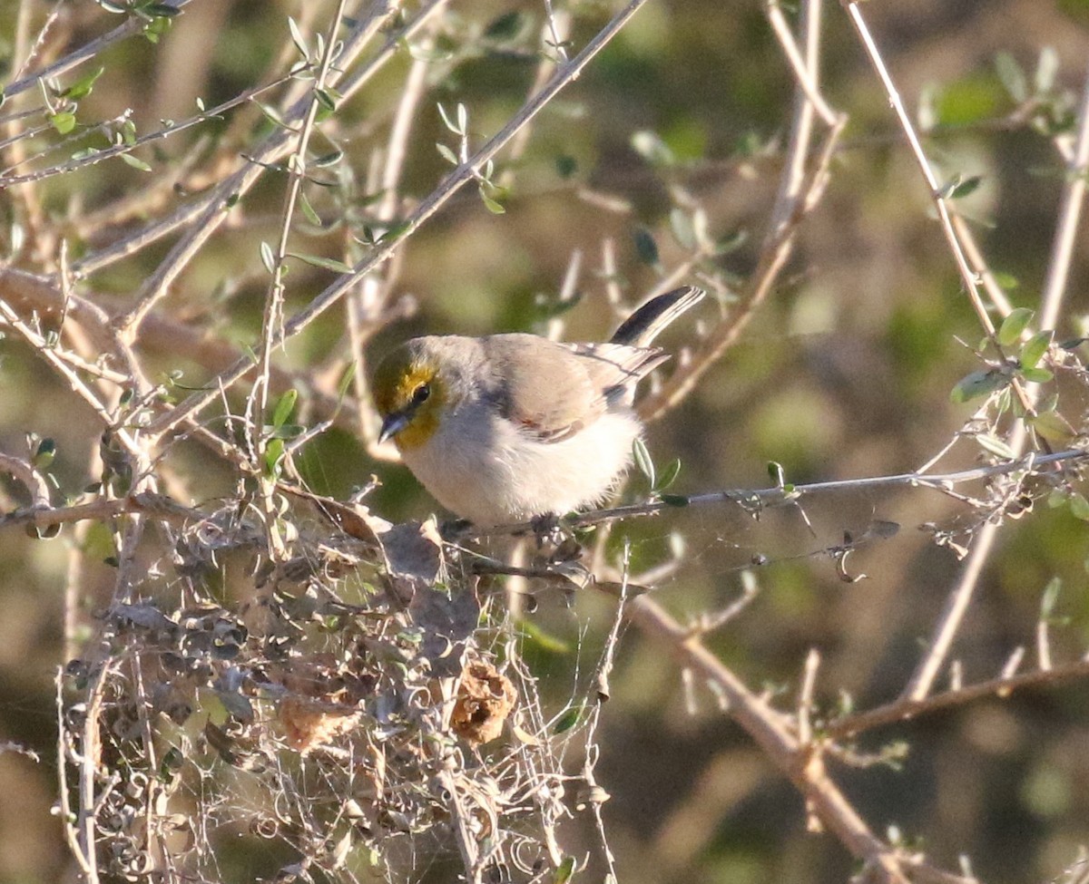 Verdin - Jason Barcus