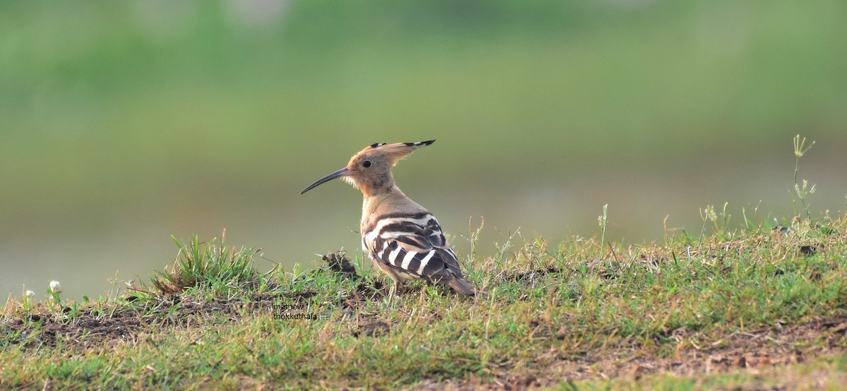Eurasian Hoopoe - mathew thekkethala