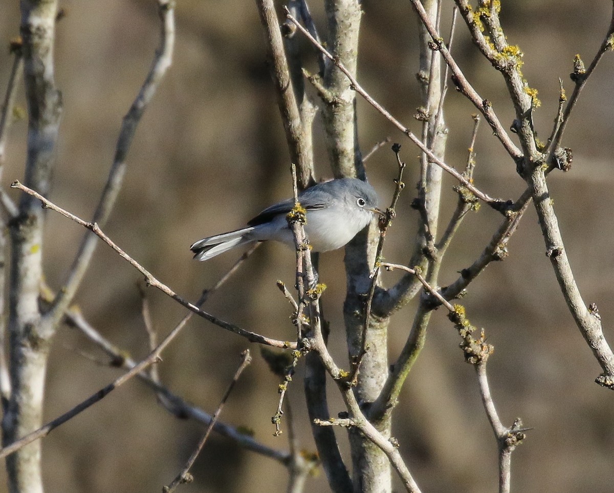 Blue-gray Gnatcatcher - Jason Barcus