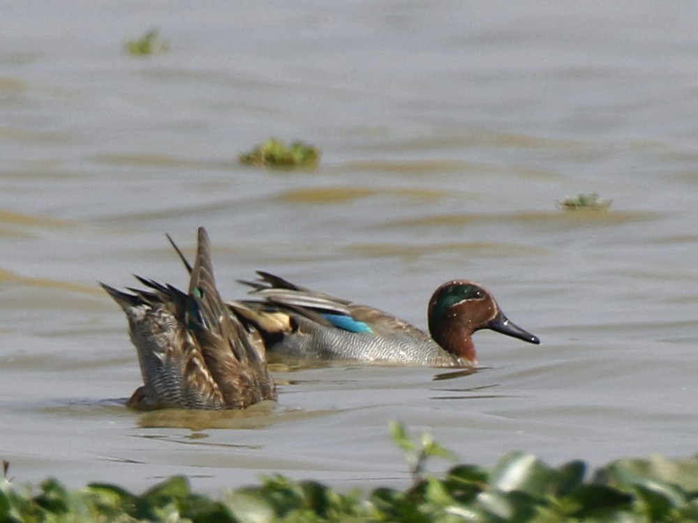 Green-winged Teal - ML131945001