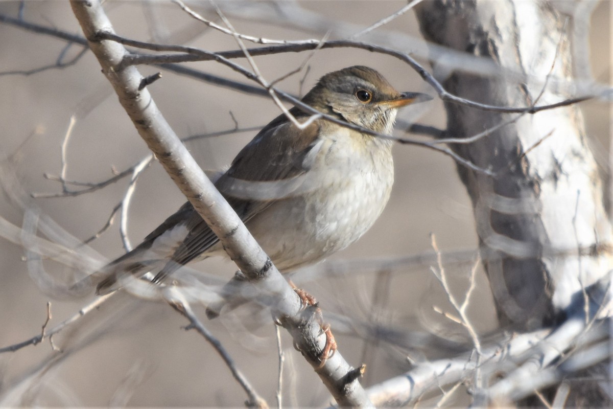 Pale Thrush - Steve Bale