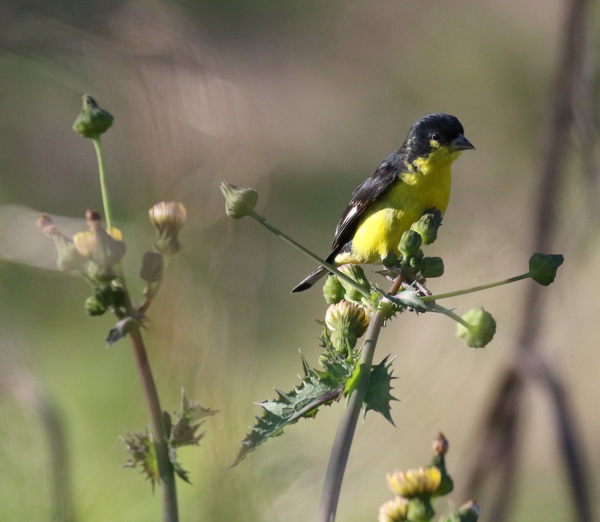 Lesser Goldfinch - Jason Barcus