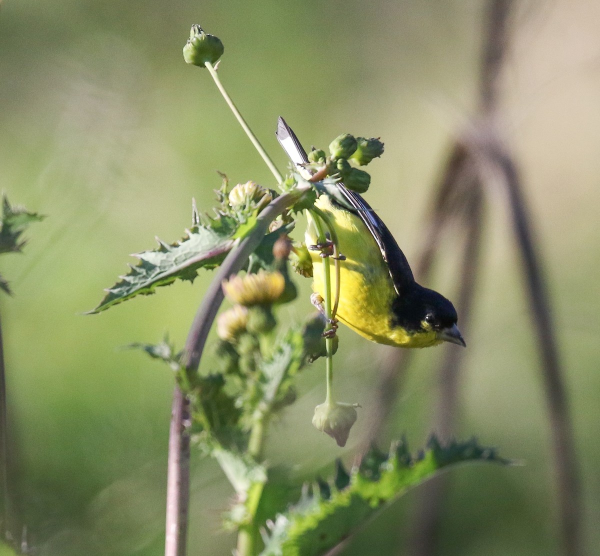 Lesser Goldfinch - ML131945571