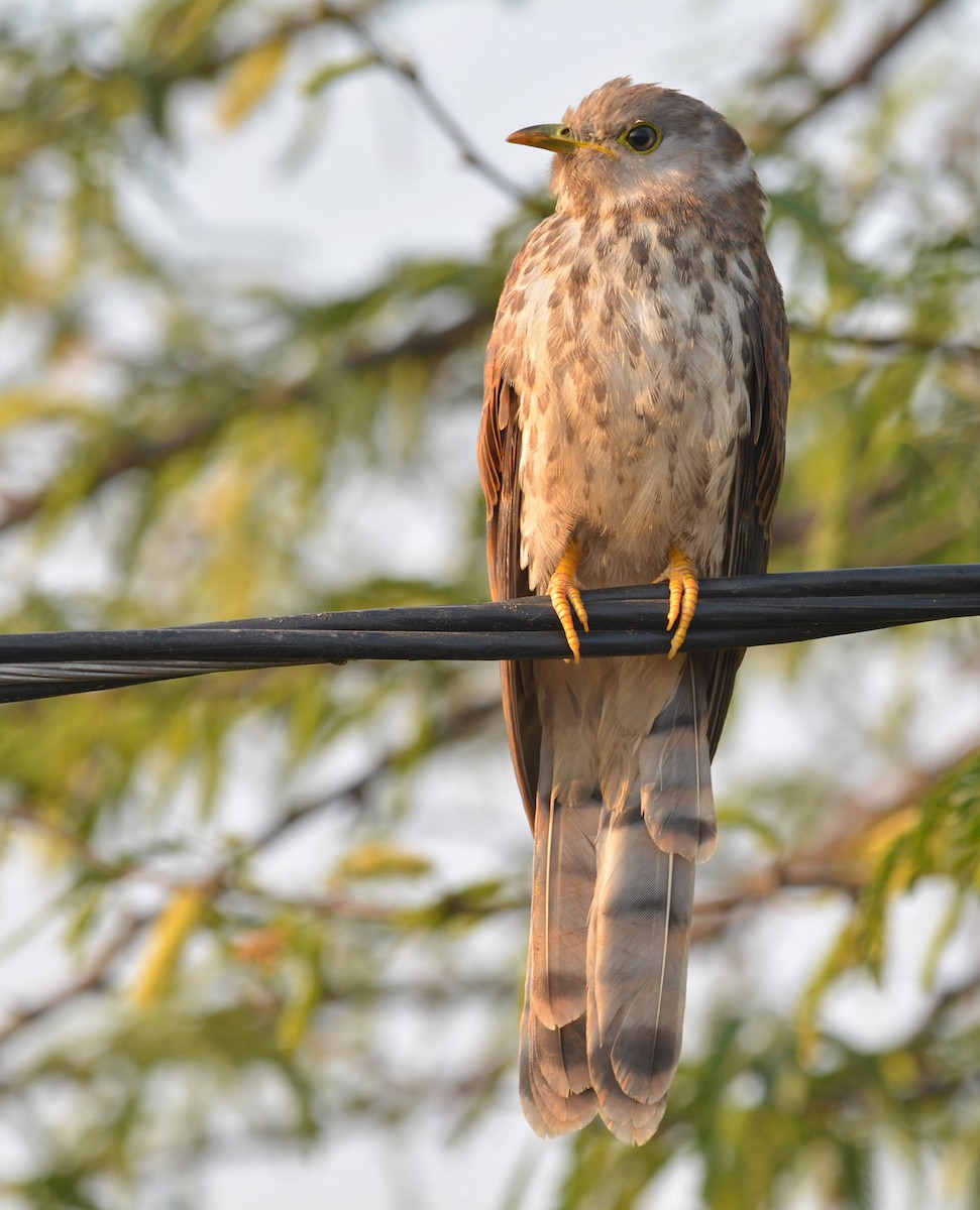 Common Hawk-Cuckoo - RK Balaji