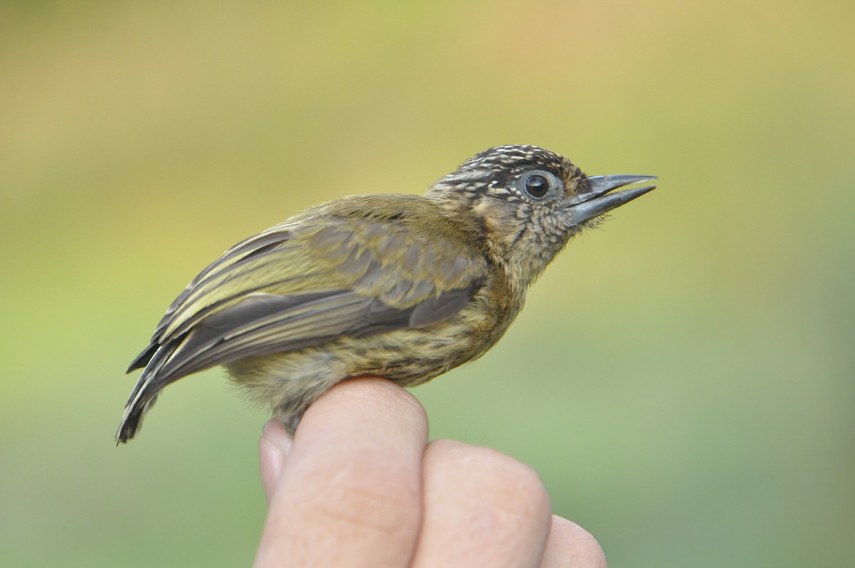 Olivaceous Piculet - ML131945991