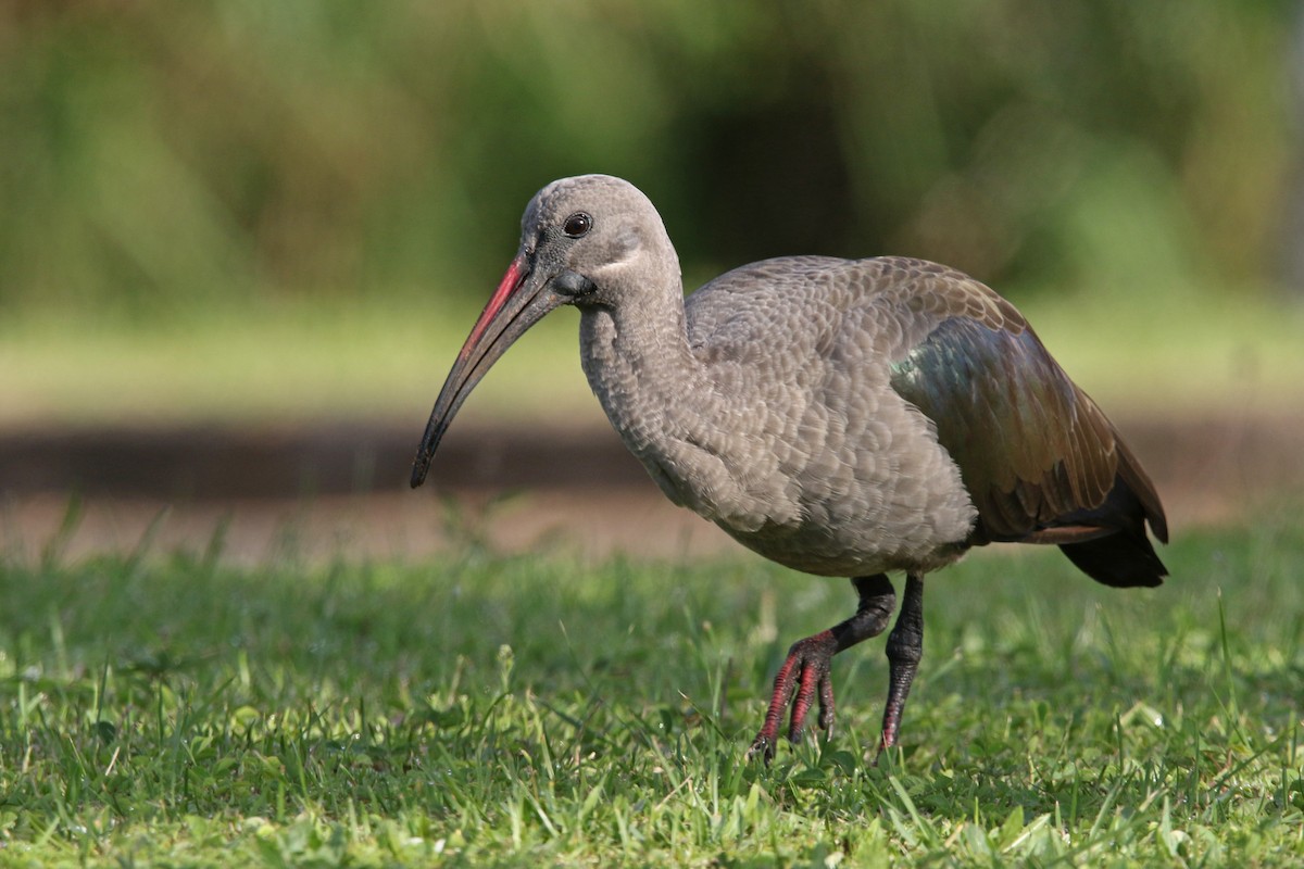 Ibis hagedash - ML131946191