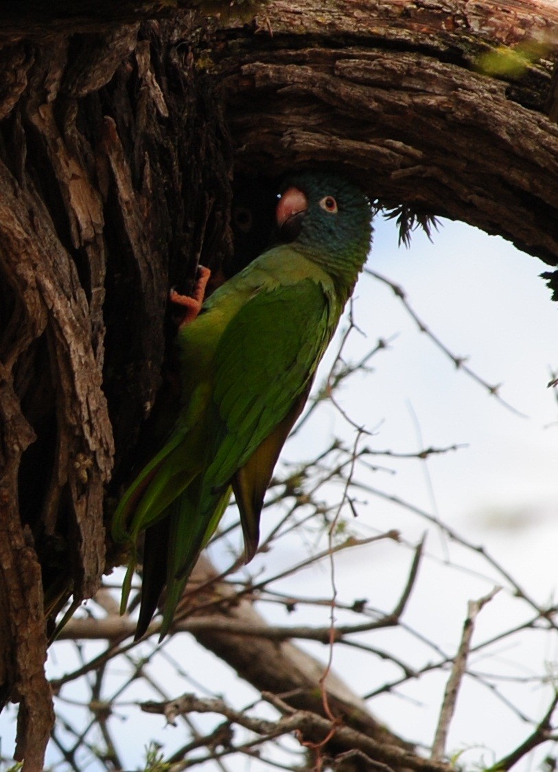 Conure à tête bleue - ML131946941