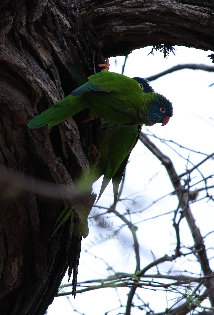 Aratinga Cabeciazul - ML131946981