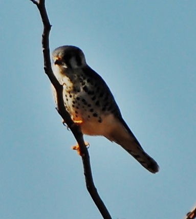 American Kestrel - ML131947281