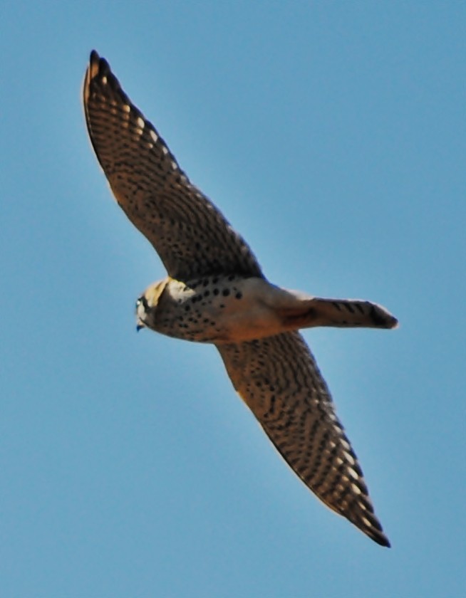 American Kestrel - ML131947311