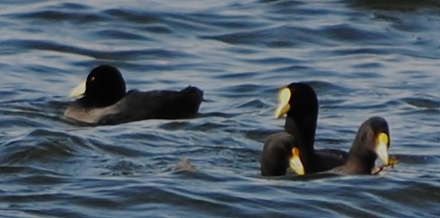 White-winged Coot - ML131947611