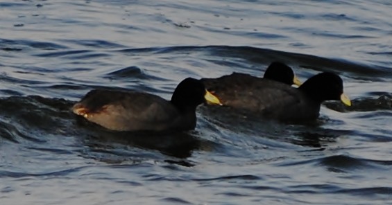 White-winged Coot - ML131947631