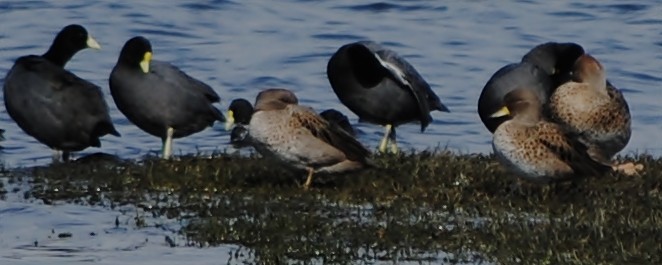 White-winged Coot - ML131947641