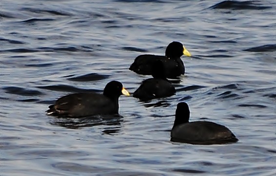 White-winged Coot - ML131947651