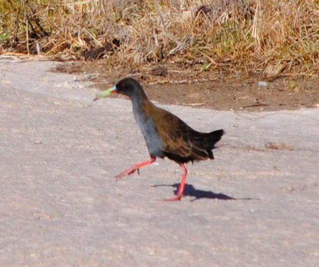 Plumbeous Rail - andres ebel