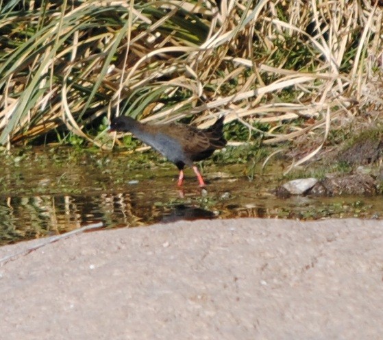 Plumbeous Rail - ML131947851