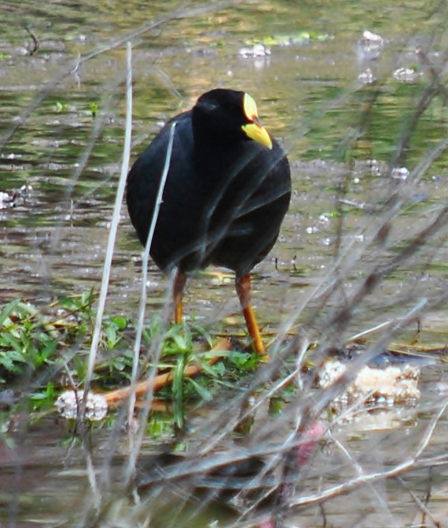 Red-gartered Coot - ML131948241