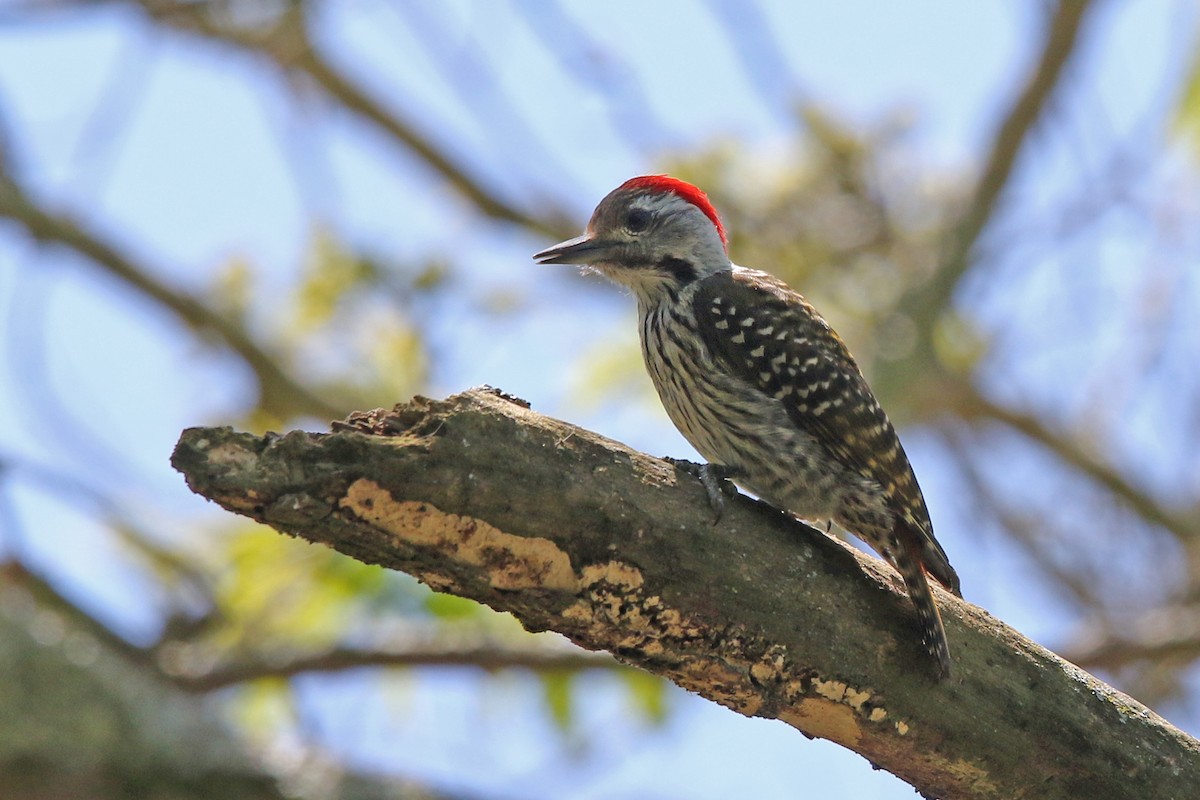 Cardinal Woodpecker - ML131949891