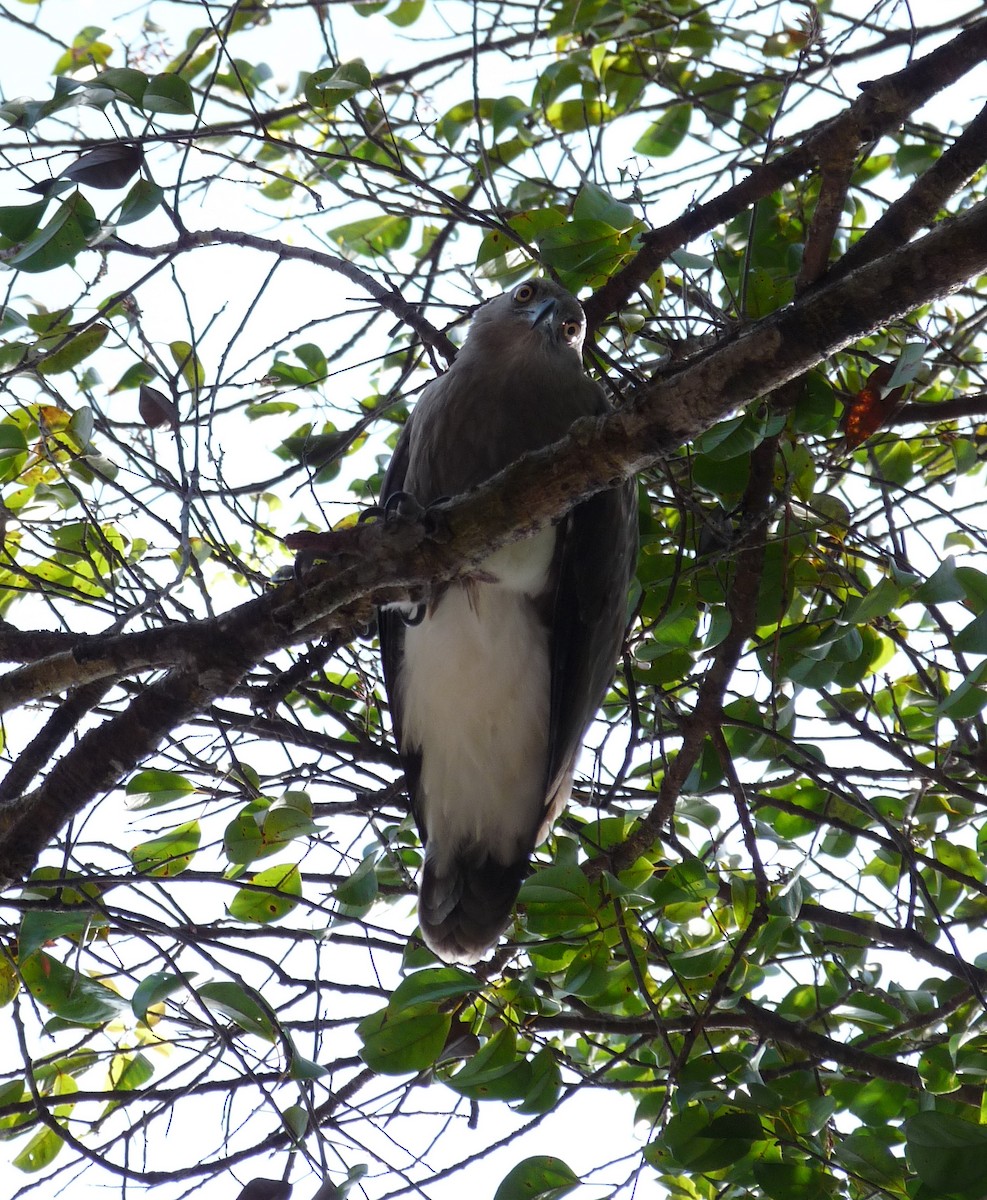 Lesser Fish-Eagle - ML131950201