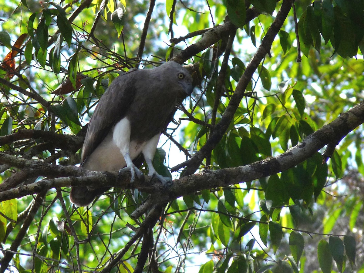 Lesser Fish-Eagle - ML131950221