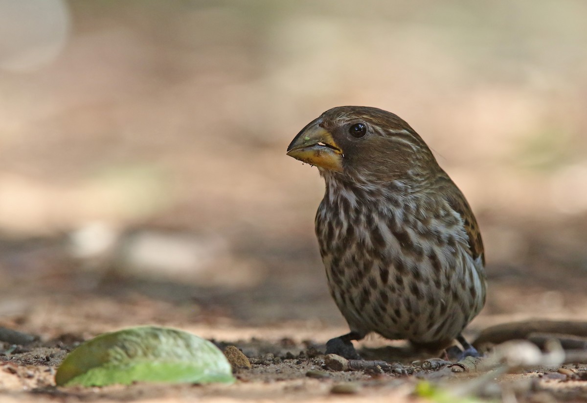 Grosbeak Weaver - ML131950291