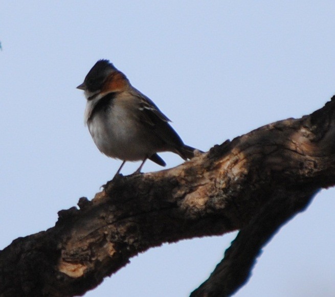 Rufous-collared Sparrow - ML131951321