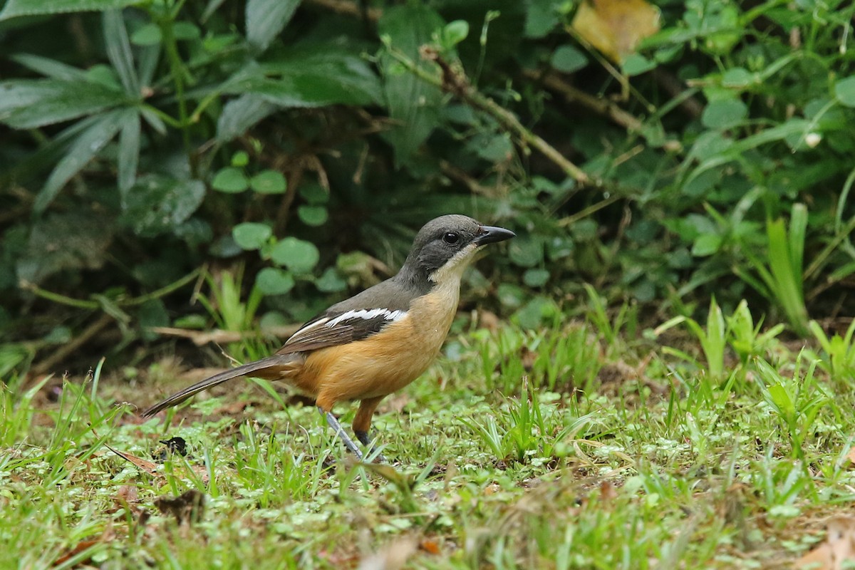 Southern Boubou - ML131952171