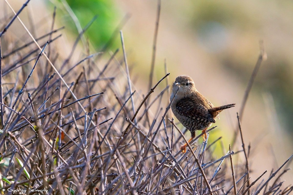 Troglodyte mignon (indigenus) - ML131952581