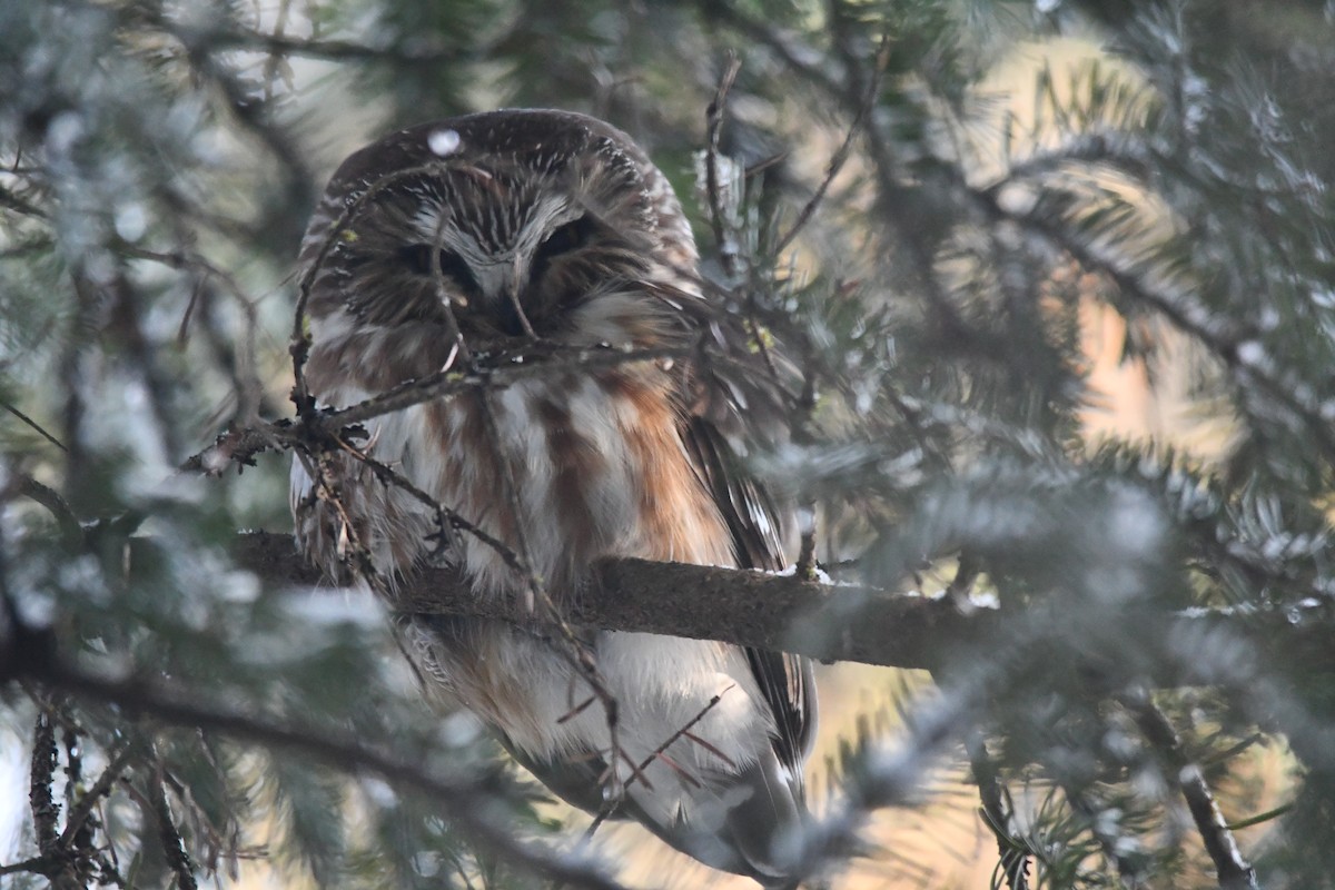 Northern Saw-whet Owl - ML131952631