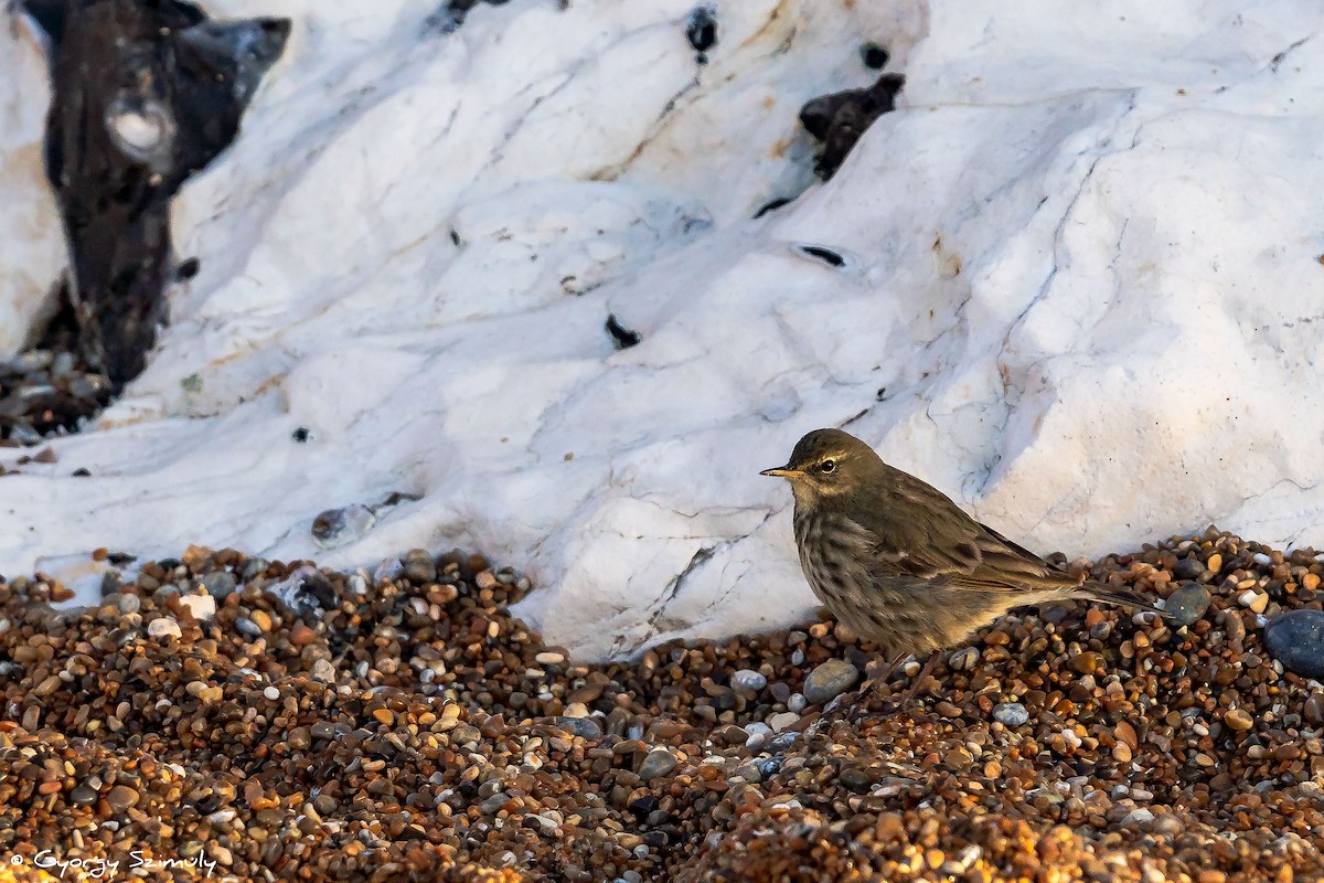 Rock Pipit (Western) - Gyorgy Szimuly