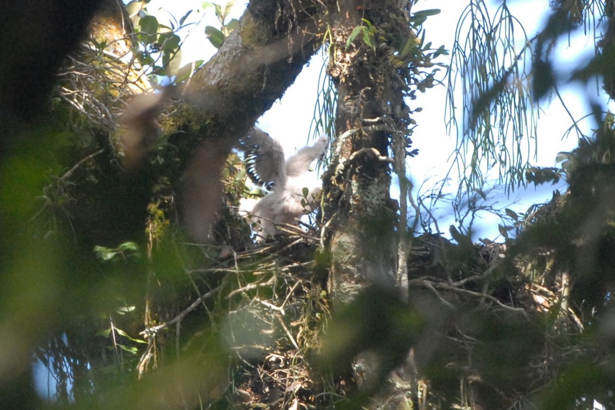 Henst's Goshawk - ML131953741