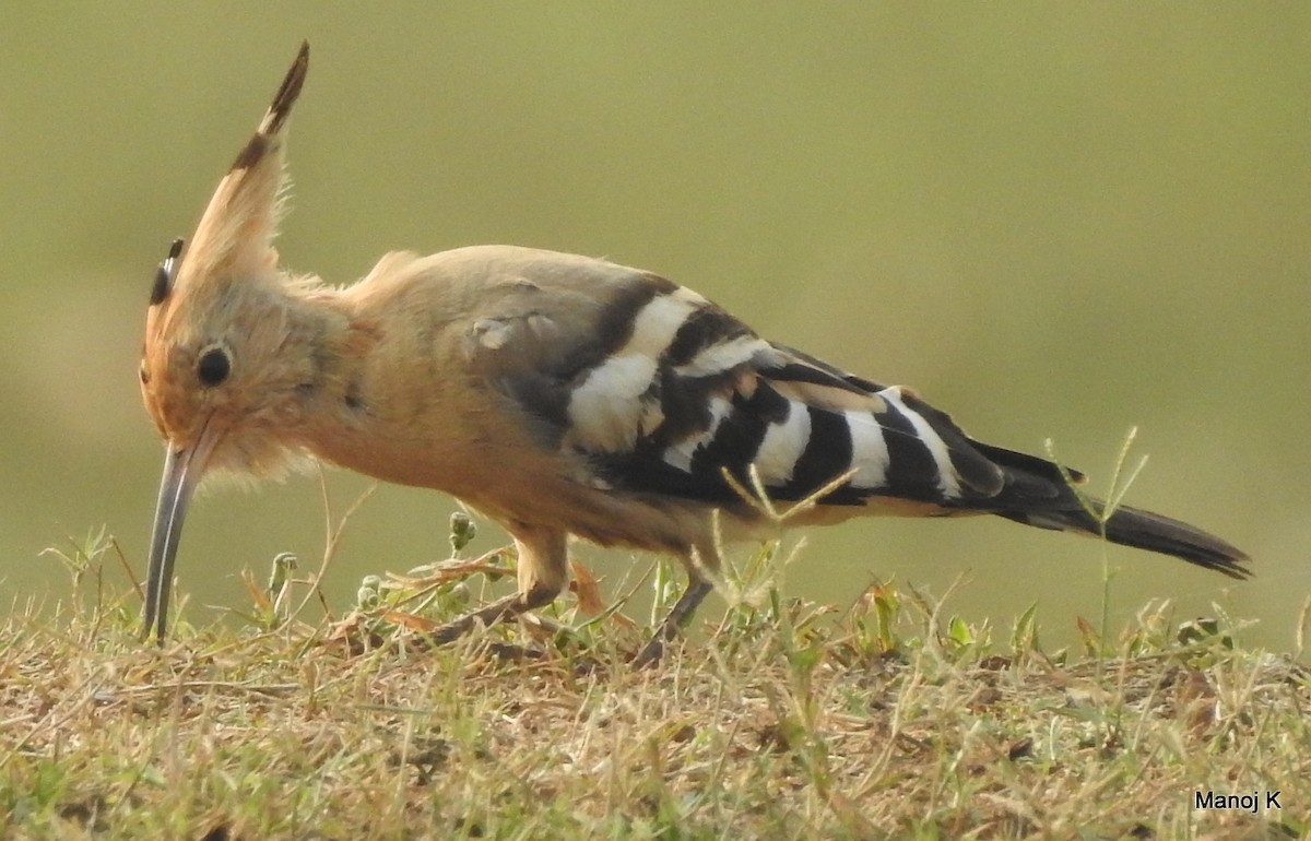Eurasian Hoopoe - Manoj Karingamadathil